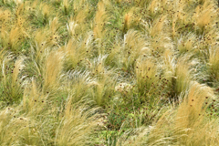 Cliquez sur la vignette pour l'agrandir